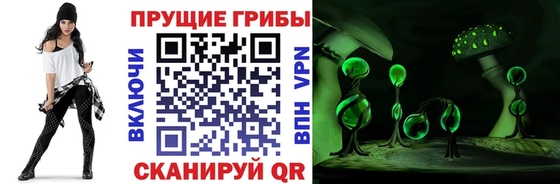 Псилоцибиновые грибы Psilocybe  Купить закладки  Вязники 